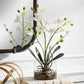 GLORY ORCHID, WHITE