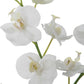 GLORY ORCHID, WHITE