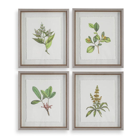 Wildflower Study Framed Prints, S/4