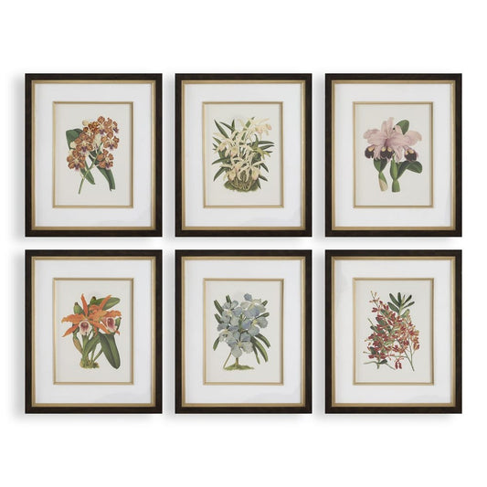 Orchid Botanical Framed Prints, S/6