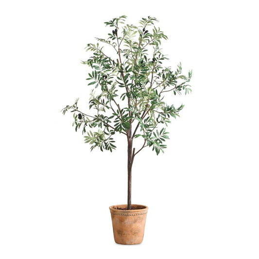 Olea Potted Olive