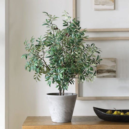 Marisol Potted Olive