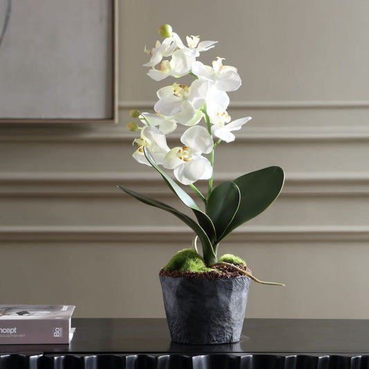 Laris Orchid Drop-In