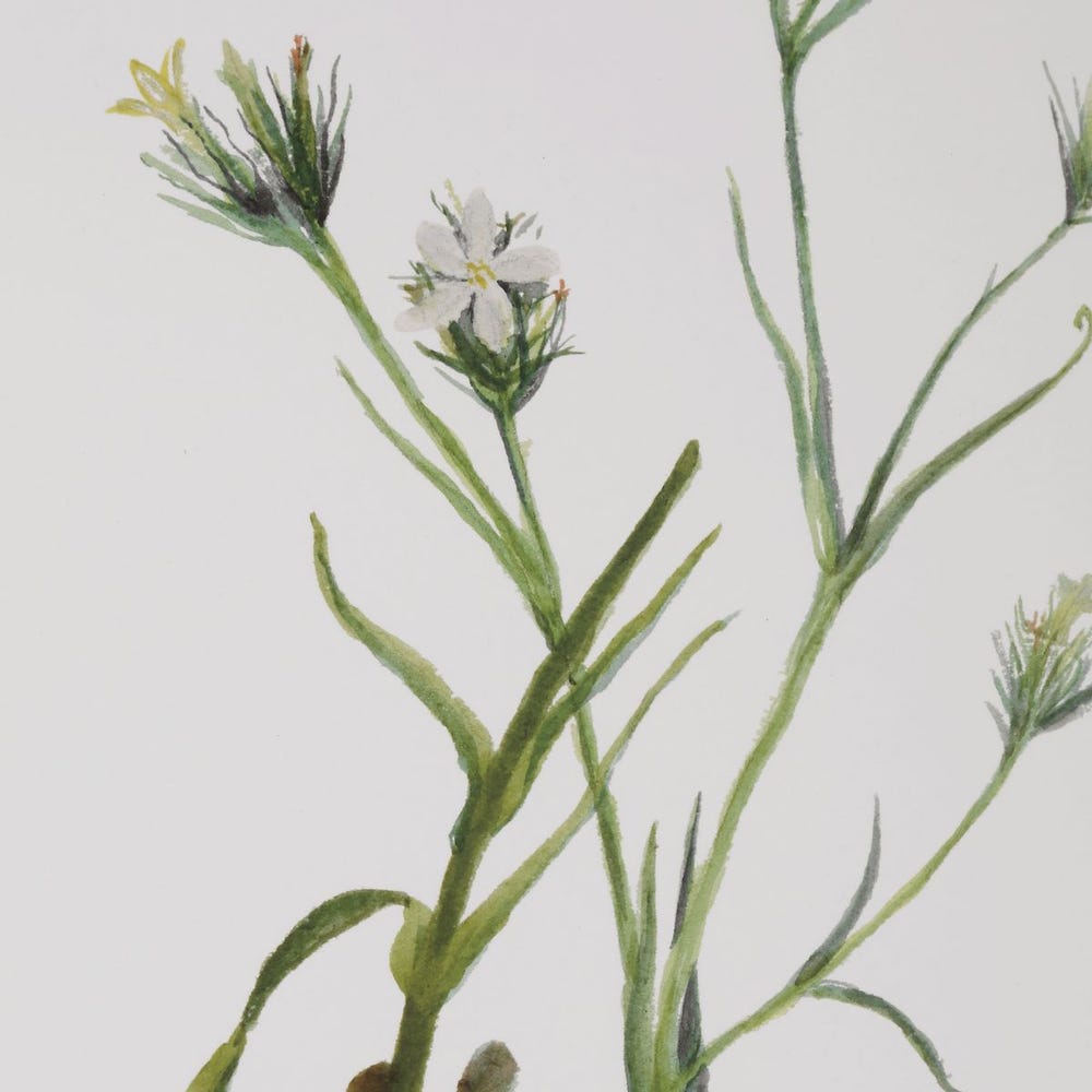 Botanical Flowers Framed Prints, Set of 9