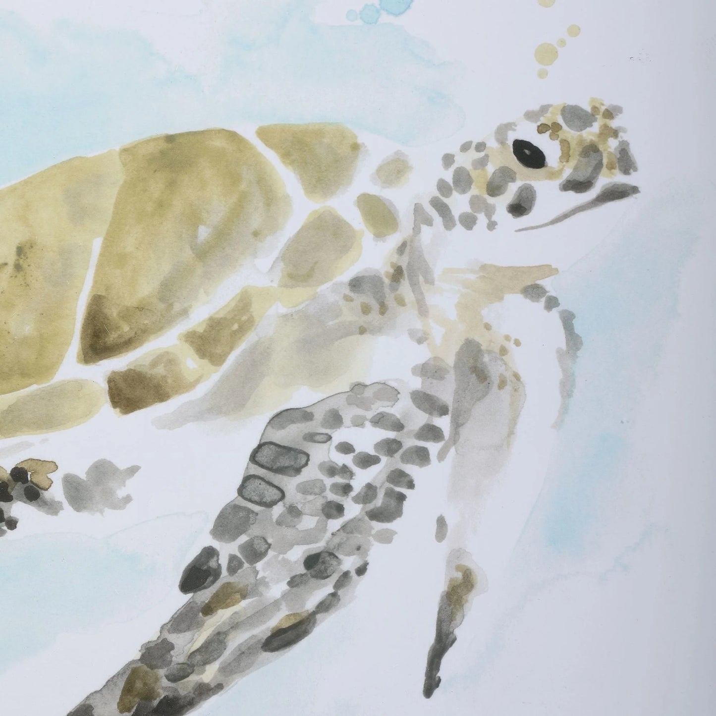 Sea-Turtle Sea Turtle Study