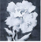 Dream Leaves Framed Prints Set of 2