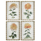 TANGERINE SPIDER MUMS SET/4