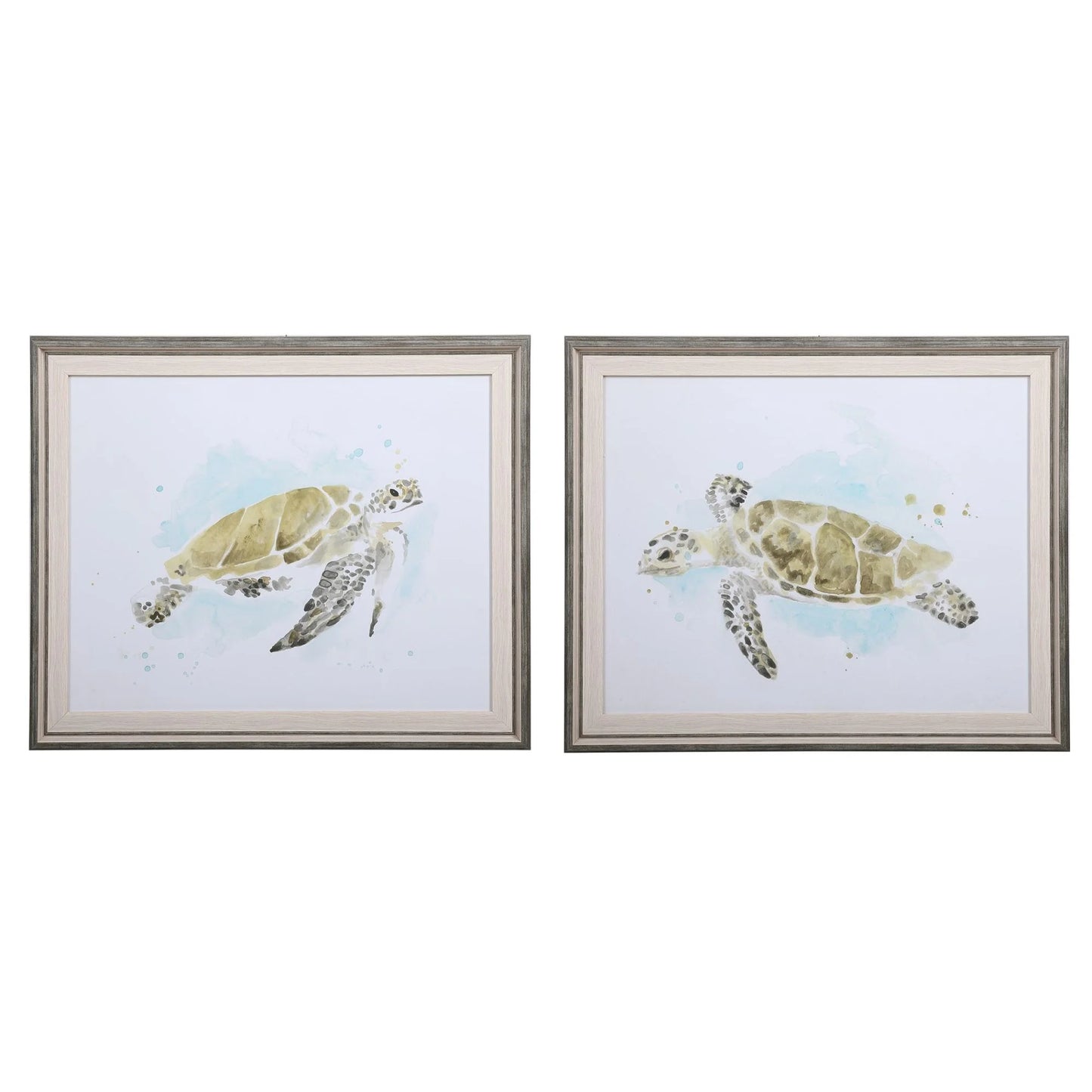 Sea-Turtle Sea Turtle Study