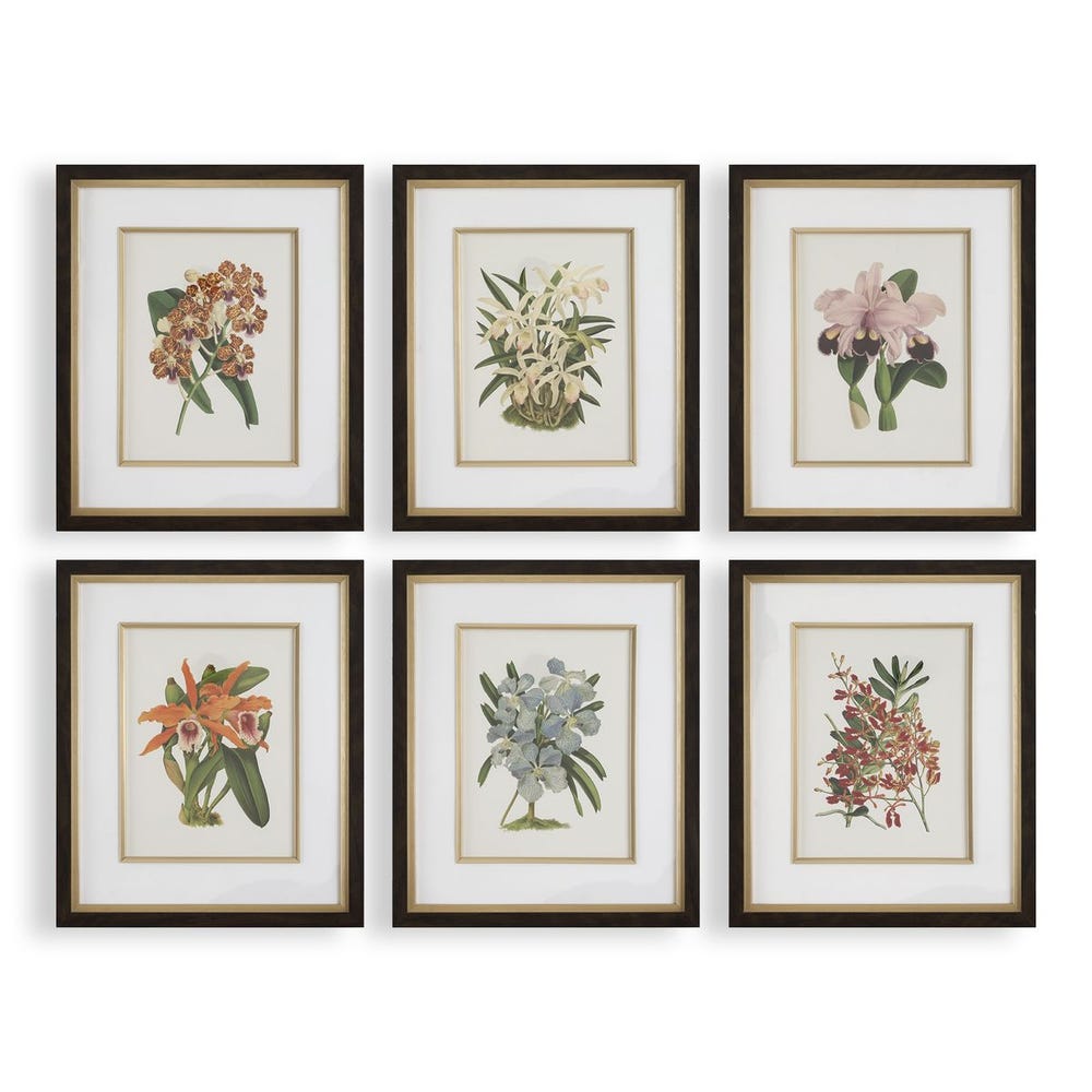 Orchid Botanical Framed Prints, S/6