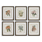 Orchid Botanical Framed Prints, S/6