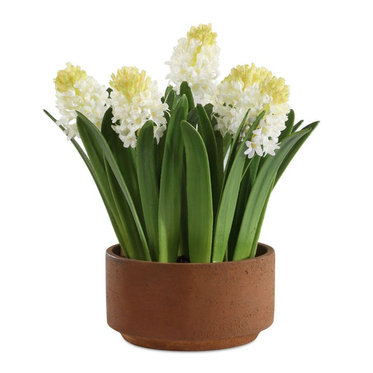 Sincerity Potted Hyacinth