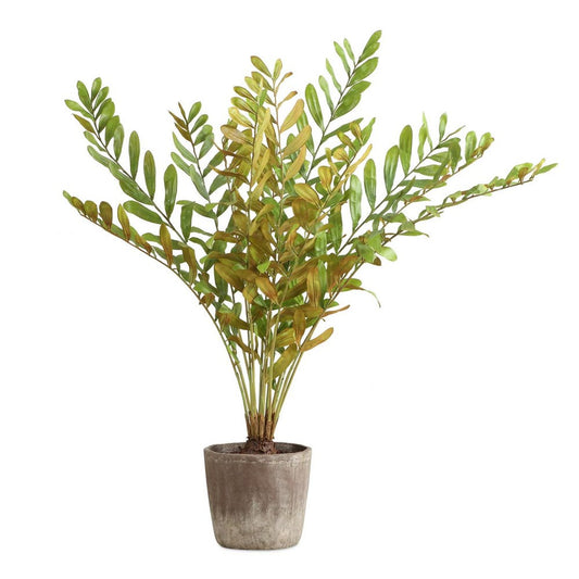 Zamia Palm Accent