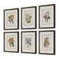Orchid Botanical Framed Prints, S/6