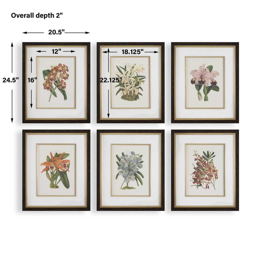Orchid Botanical Framed Prints, S/6