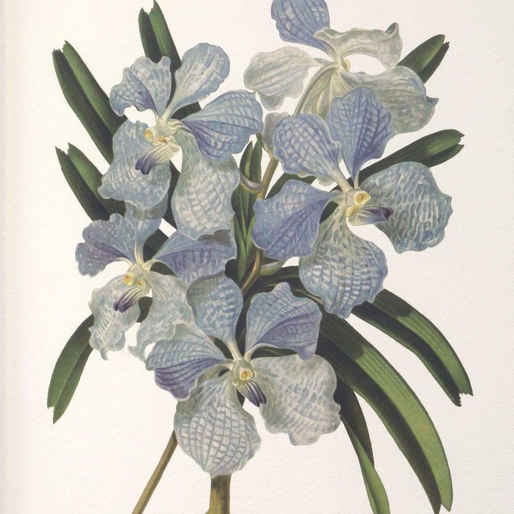 Orchid Botanical Framed Prints, S/6