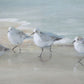 Tranquil Shorebirds on the Sand Framed Print