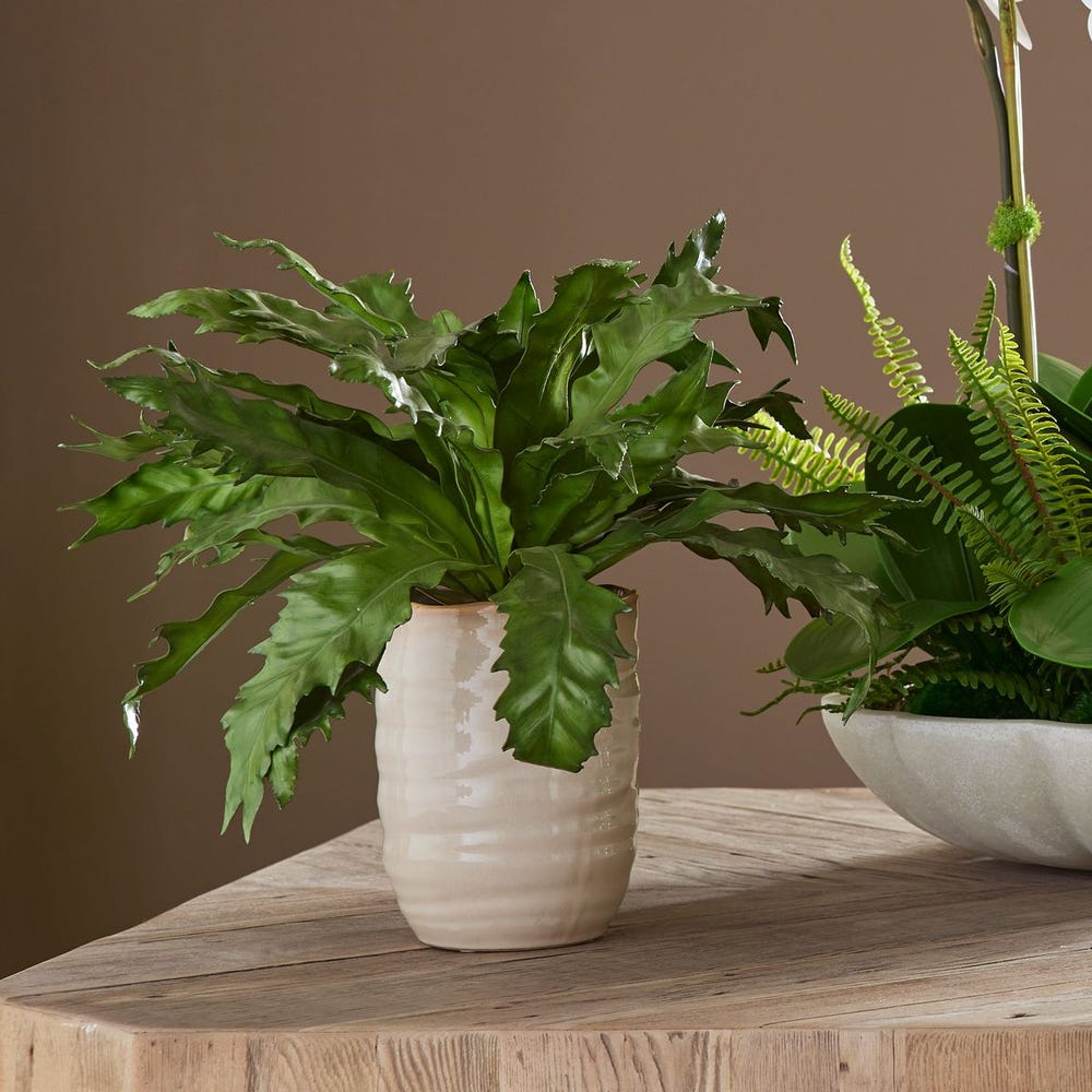Verdure Fern