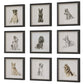 Loyal Companion Framed Prints, S/9