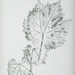Nature's Script Framed Prints, S/9