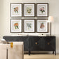 Orchid Botanical Framed Prints, S/6