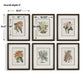 Orchid Botanical Framed Prints, S/6