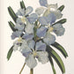 Orchid Botanical Framed Prints, S/6