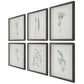 Forest Finds Framed Prints, S/6