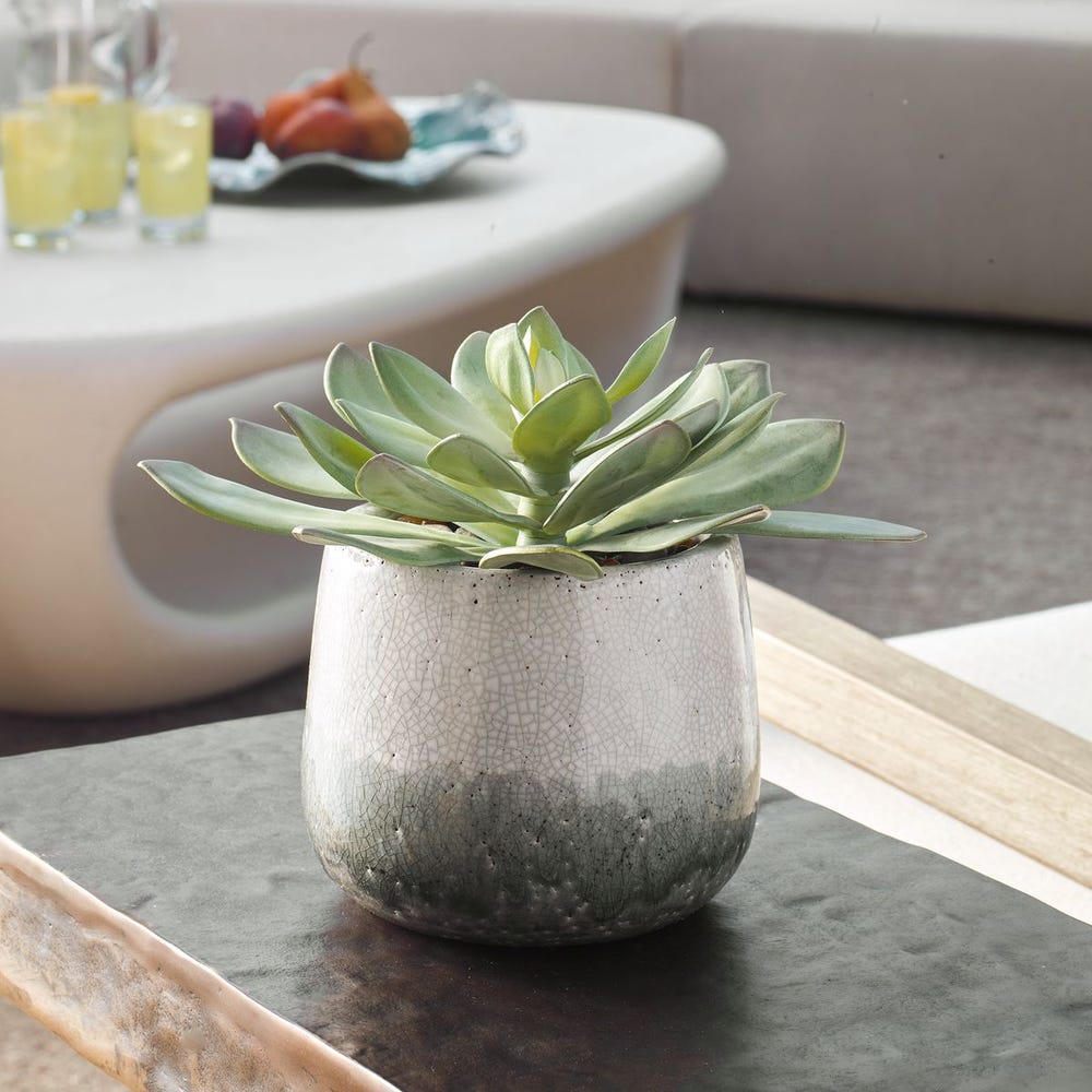 Dudleya Outdoor Succulent