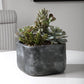 Alverio Succulents