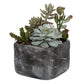 Alverio Succulents