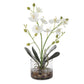 Glory Orchid, White