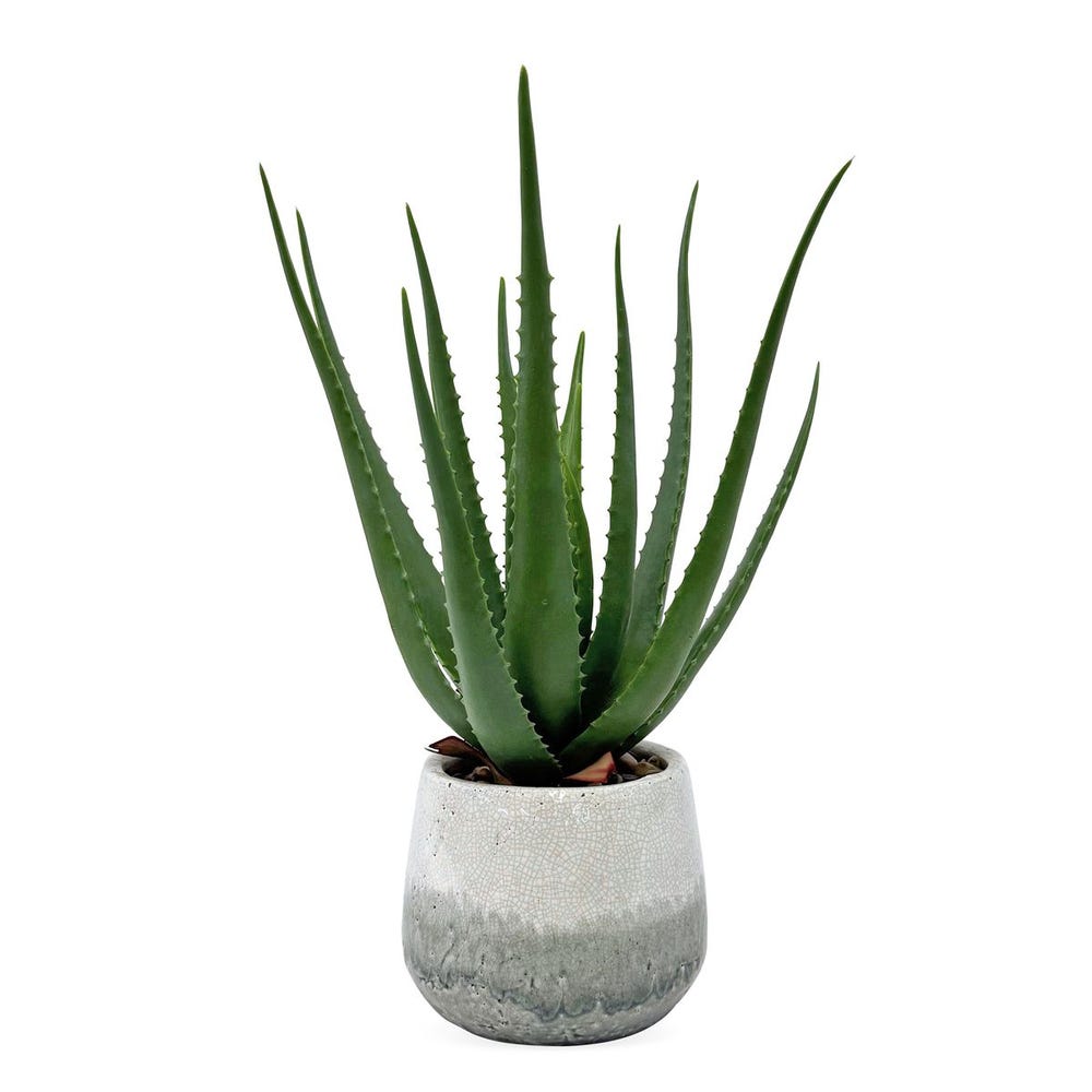 Veranda Indoor-Outdoor Aloe Accent