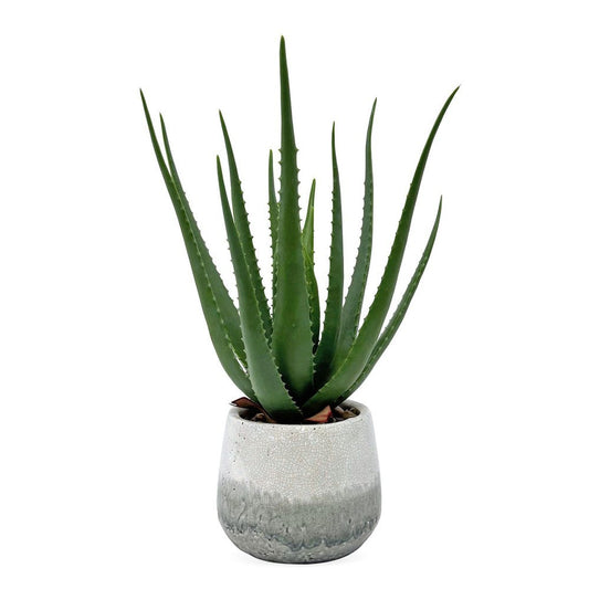 Veranda Indoor-Outdoor Aloe Accent