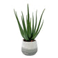 Veranda Indoor-Outdoor Aloe Accent