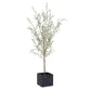 Abundance Potted Olive Tree