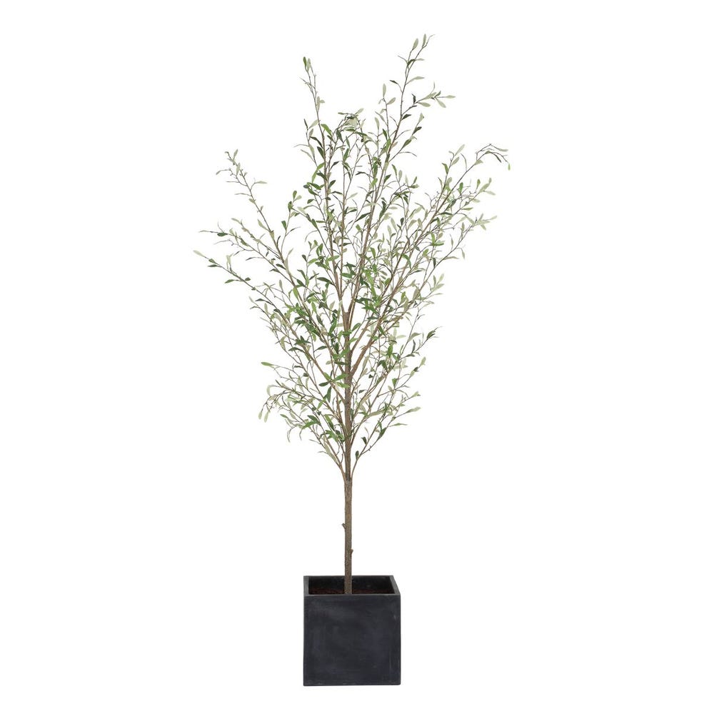 Abundance Potted Olive Tree