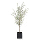 Abundance Potted Olive Tree