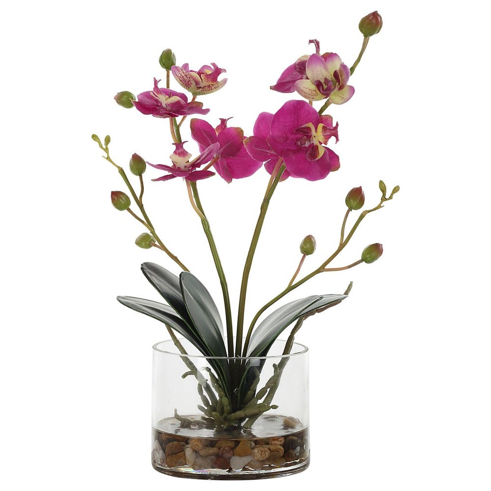 Glory Orchid, Fuschia