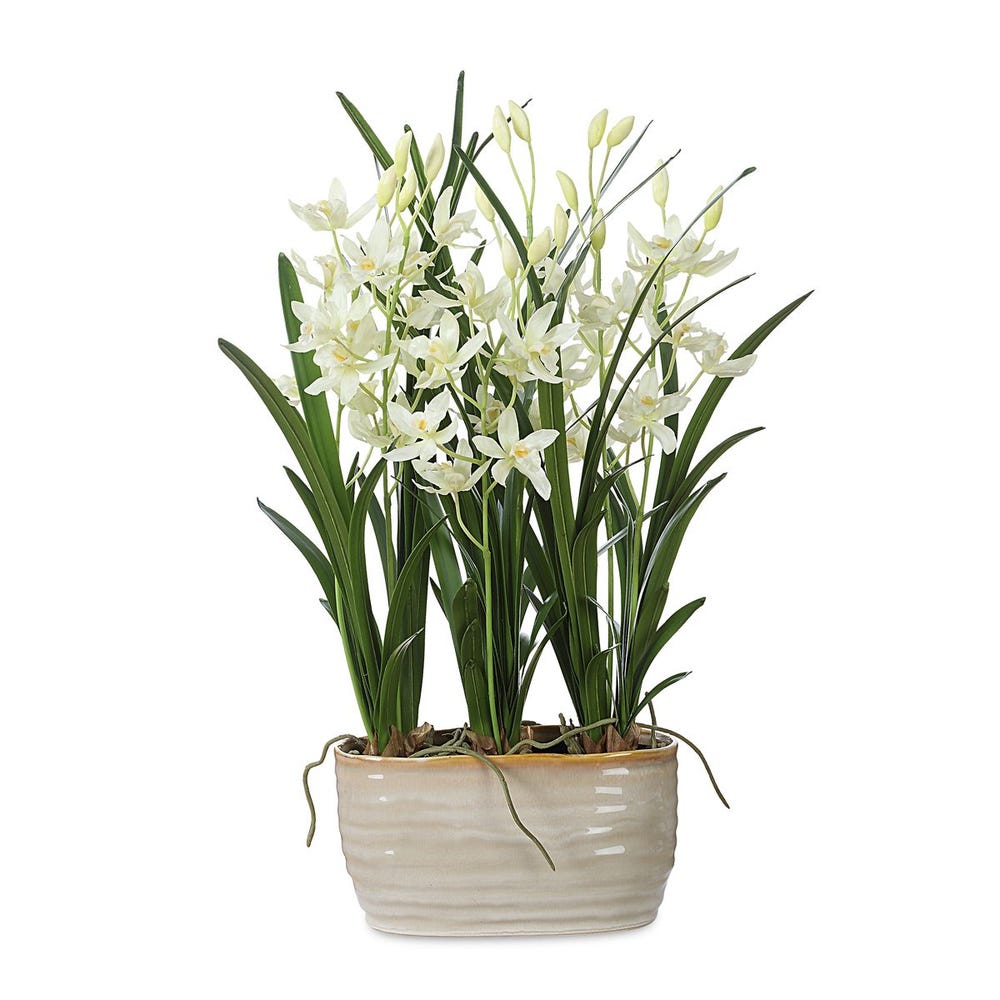 Ariana Orchid