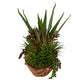 Salar Succulents