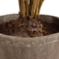 Zamia Palm Accent