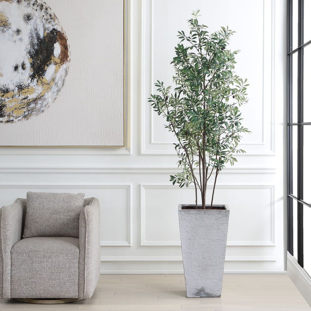 Sonora Olive Tree