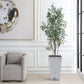 Sonora Olive Tree