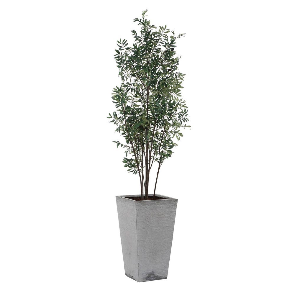 Sonora Olive Tree