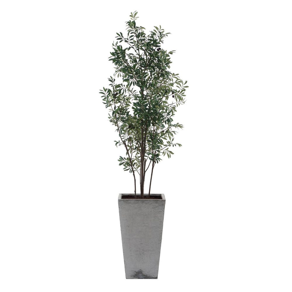 Sonora Olive Tree
