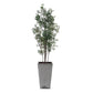 Sonora Olive Tree