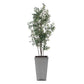 Sonora Olive Tree