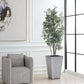 Sonora Olive Tree