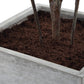 Sonora Olive Tree