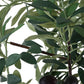 Sonora Olive Tree